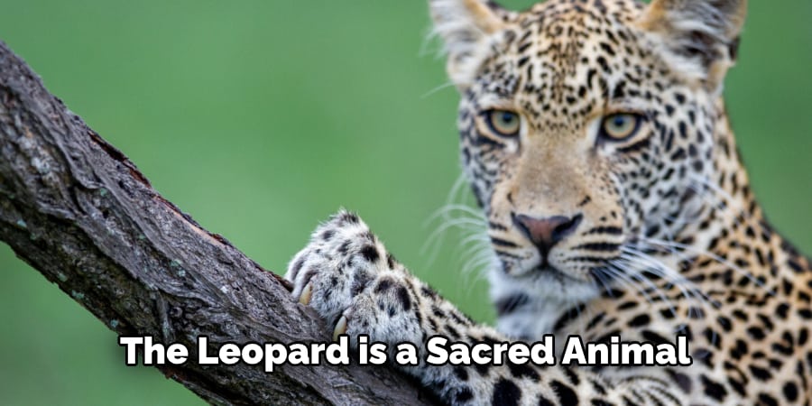 The Leopard is a Sacred Animal