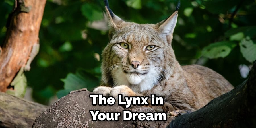The Lynx in  Your Dream