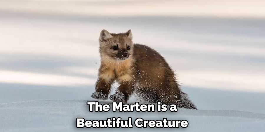 The Marten is a Beautiful Creature