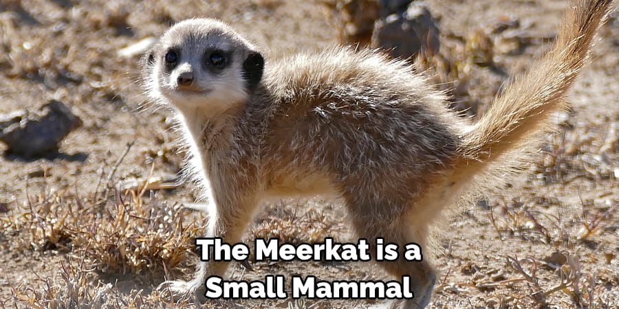 The Meerkat is a Small Mammal