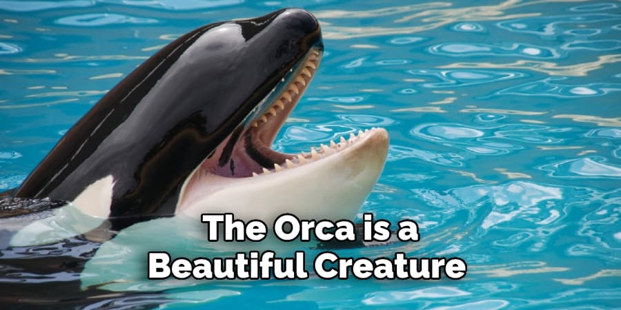 The Orca is a Beautiful Creature 