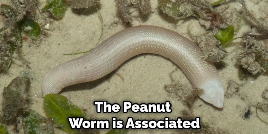 The Peanut Worm is Associated