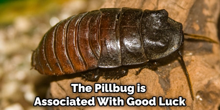 The Pillbug is Associated With Good Luck
