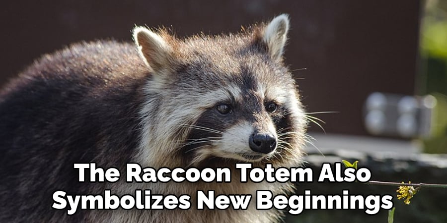 The Raccoon Totem Also  Symbolizes New Beginnings