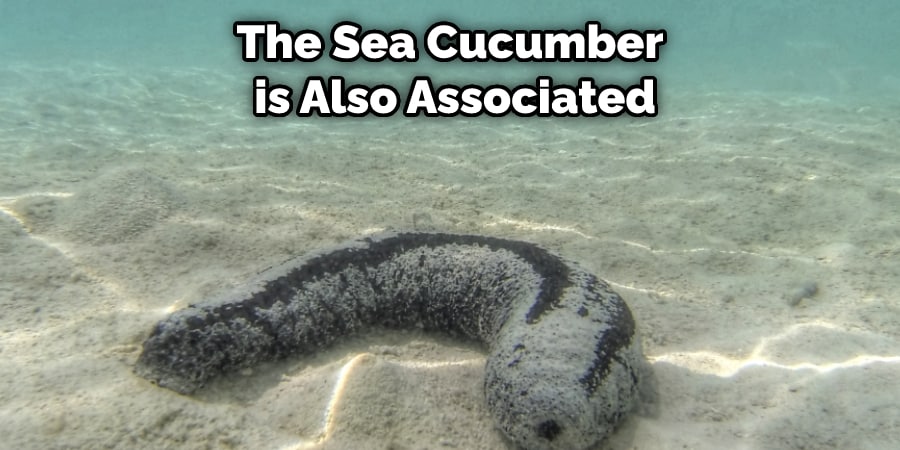 The Sea Cucumber is Also Associated