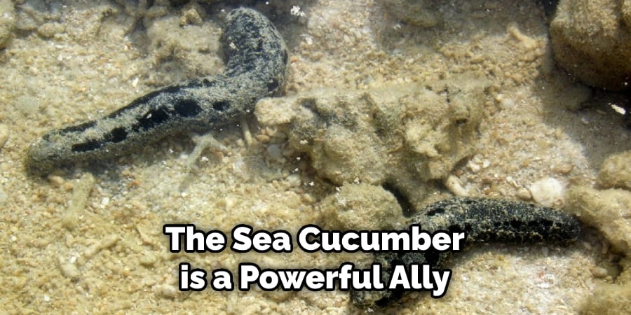 The Sea Cucumber is a Powerful Ally 