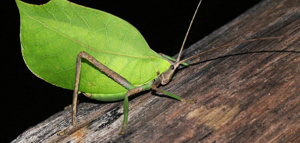 The katydid spiritual meaning and symbolism remind us that there is a time for everything and that we must be patient to achieve our goals.