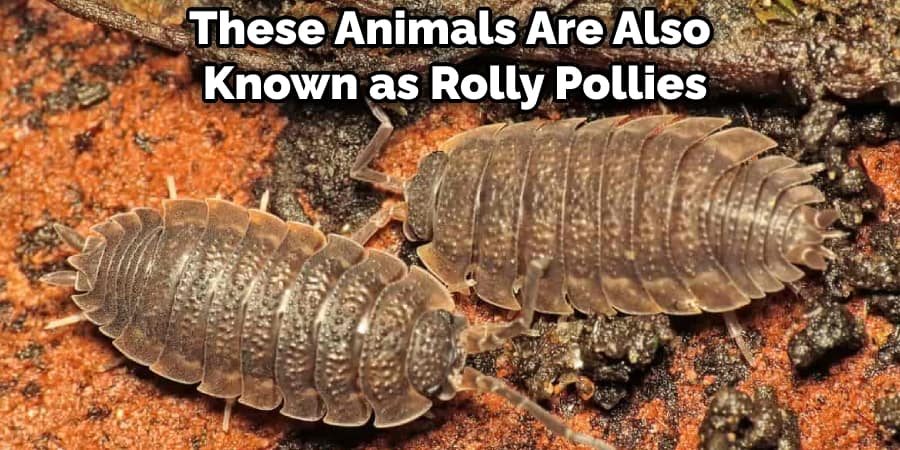 These Animals Are Also Known as Rolly Pollies