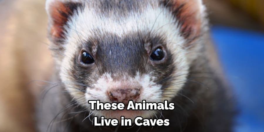 These Animals Live in Caves