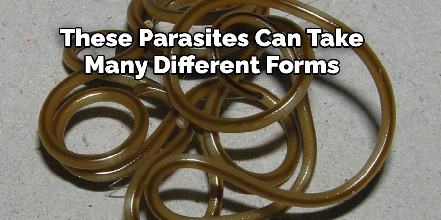 These Parasites Can Take Many Different Forms
