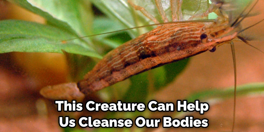 This Creature Can Help Us Cleanse Our Bodies