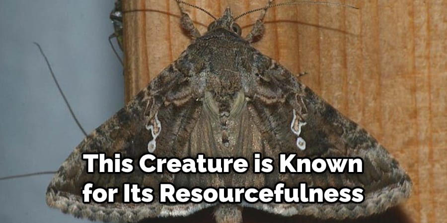 This Creature is Known  for Its Resourcefulness