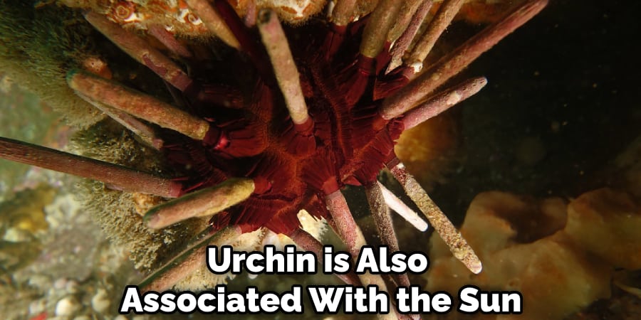 Urchin is Also Associated With the Sun