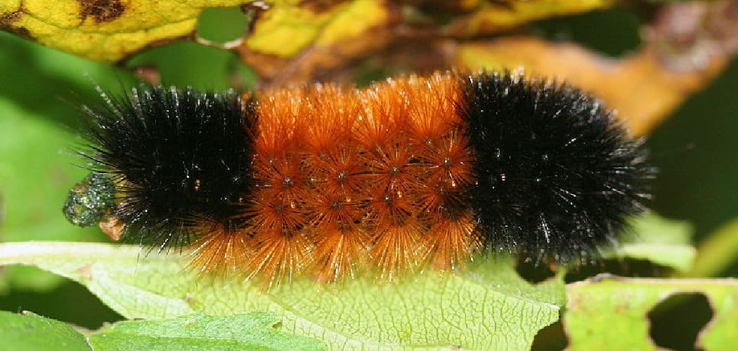 Wooly Bear Spiritual Meaning, Symbolism, and Totem