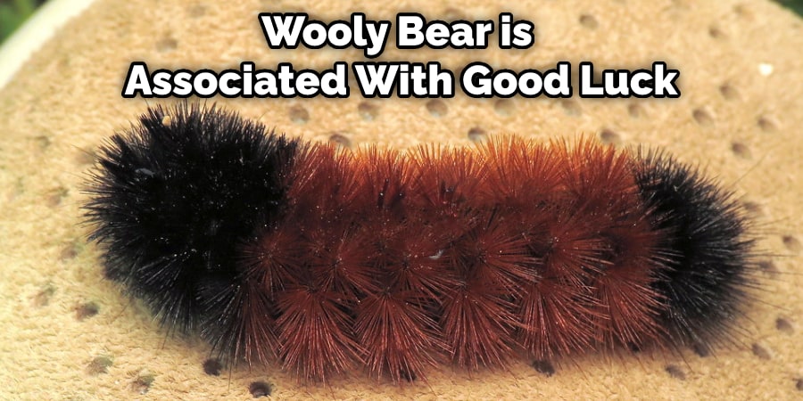 Wooly Bear is Associated With Good Luck