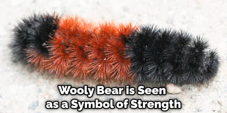Wooly Bear Spiritual Meaning Symbolism And Totem 2022 