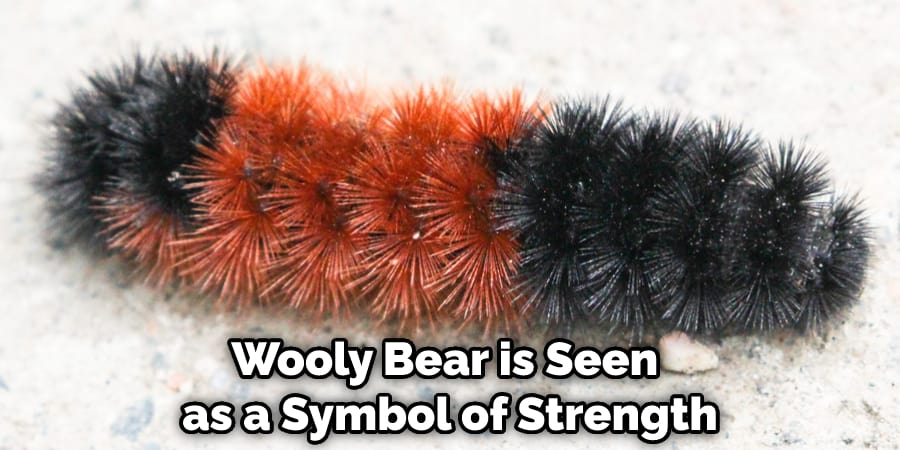 Wooly Bear is Seen as a Symbol of Strength