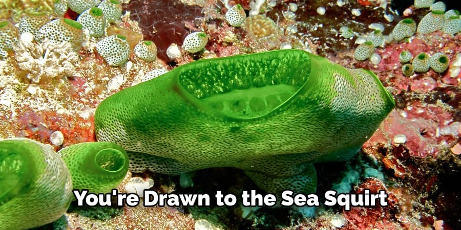 You're Drawn to the Sea Squirt 