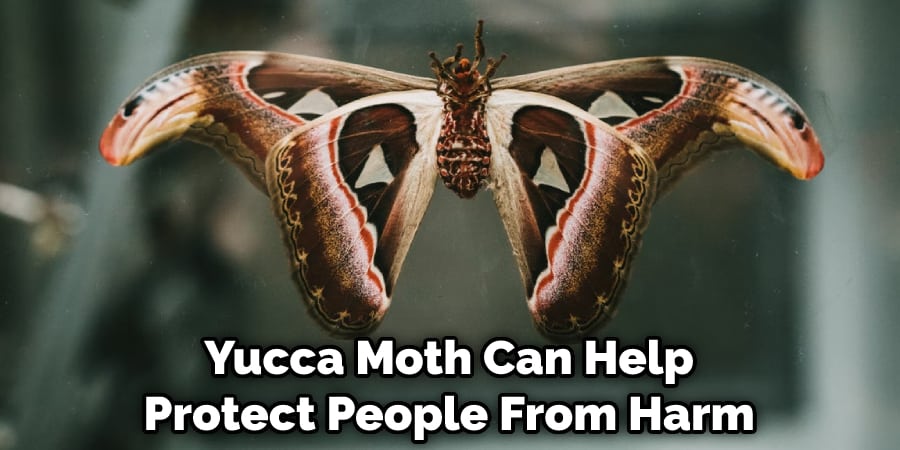 Yucca Moth Can Help Protect People From Harm
