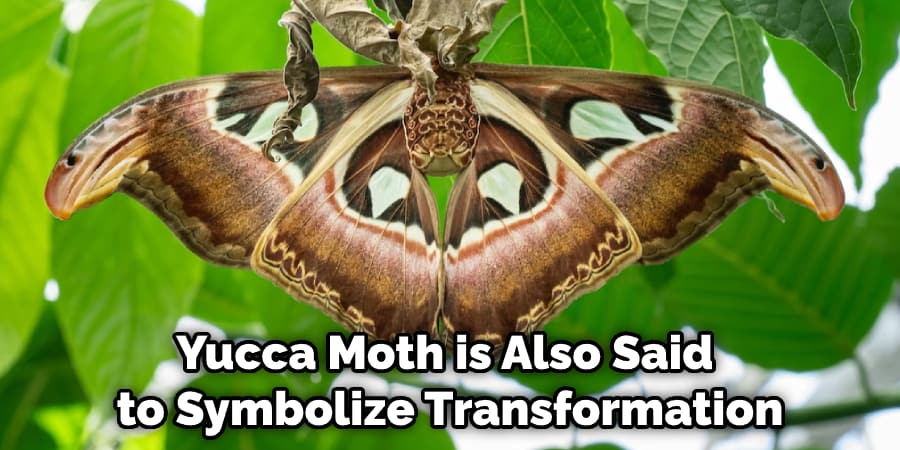 Yucca Moth is Also Said to Symbolize Transformation