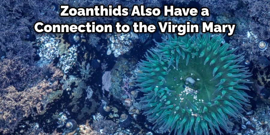  Zoanthids Also Have a Connection to the Virgin Mary