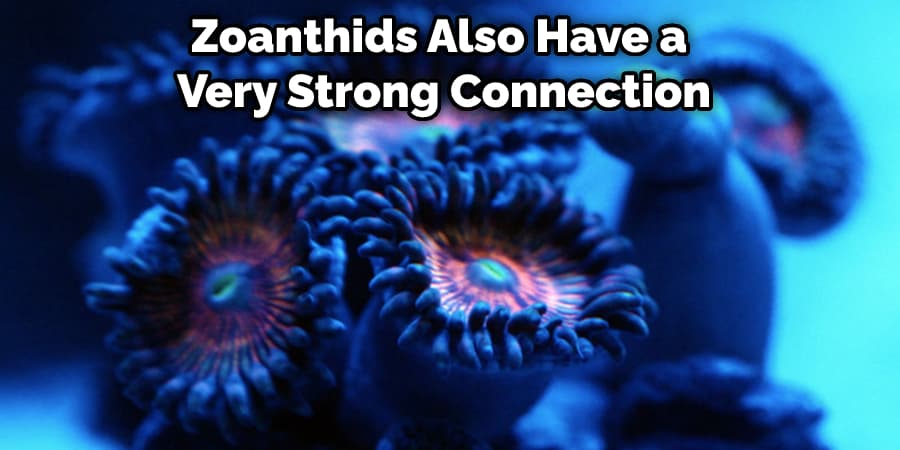 Zoanthids Also Have a Very Strong Connection