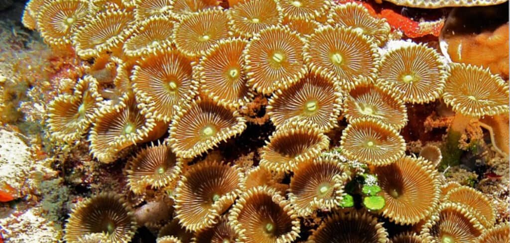 Zoanthids Spiritual Meaning, Symbolism, and Totem
