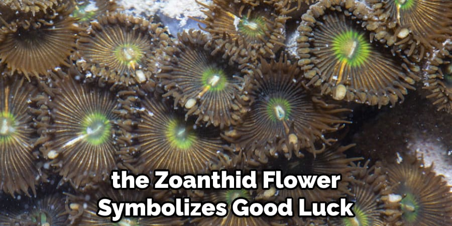 the Zoanthid Flower Symbolizes Good Luck