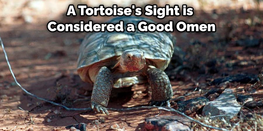A Tortoise's Sight is Considered a Good Omen
