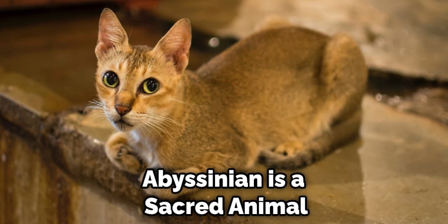Abyssinian is a Sacred Animal