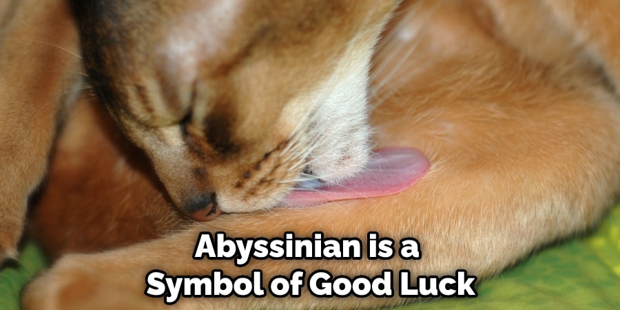 Abyssinian is a Symbol of Good Luck