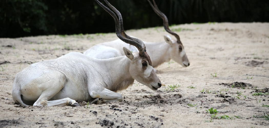 Addax Spiritual Meaning, Symbolism, and Totem
