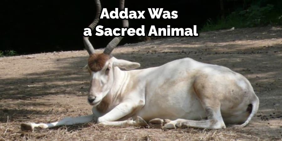 Addax Was a Sacred Animal