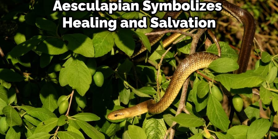 Aesculapian Symbolizes Healing and Salvation