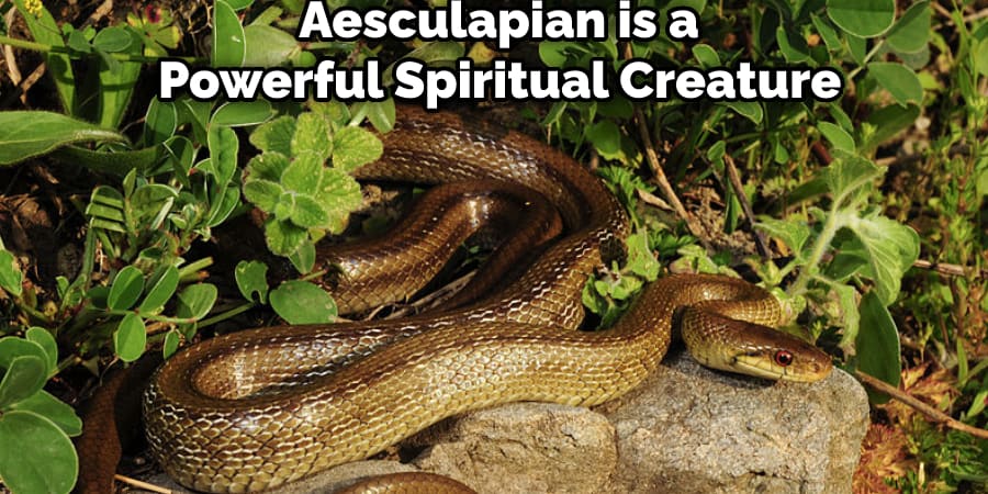  Aesculapian is a Powerful Spiritual Creature