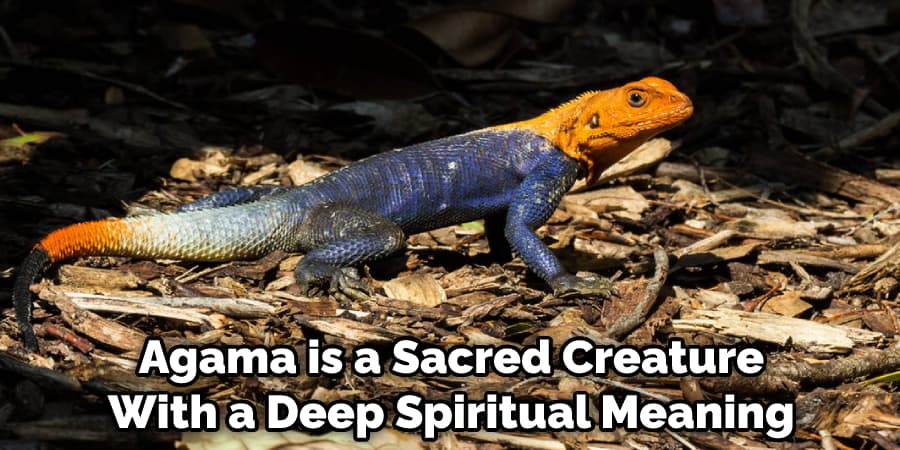  Agama is a Sacred Creature With a Deep Spiritual Meaning