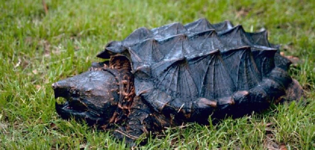 Alligator Snapping Turtle Spiritual Meaning Symbolism And Totem