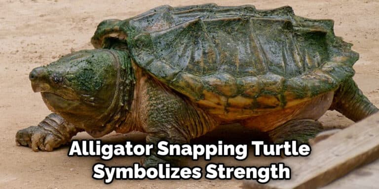 Alligator Snapping Turtle Spiritual Meaning