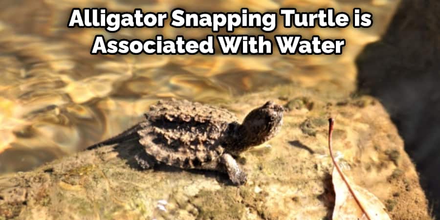 Alligator Snapping Turtle is Associated With Water