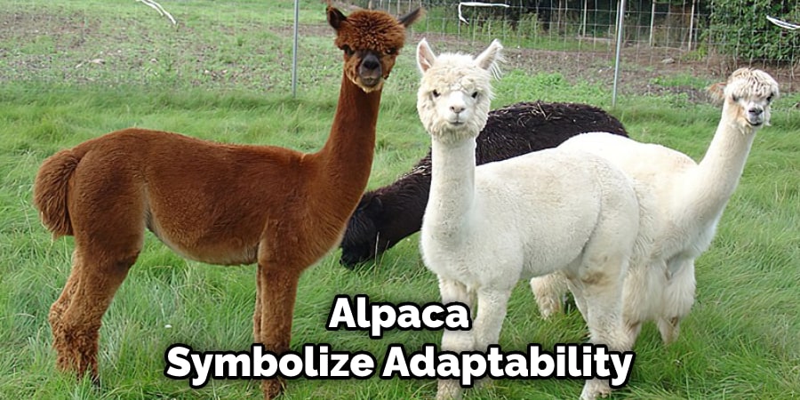 Alpaca Symbolize Adaptability and Resourcefulness