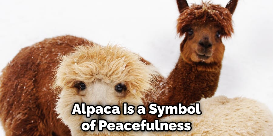 Alpaca is a Symbol of Peacefulness 