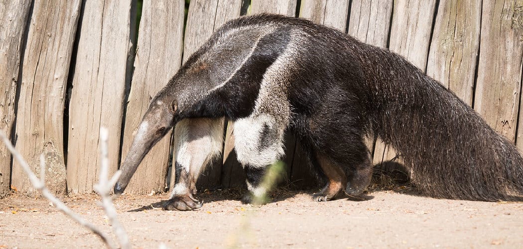 Anteater Spiritual Meaning, Symbolism, and Totem