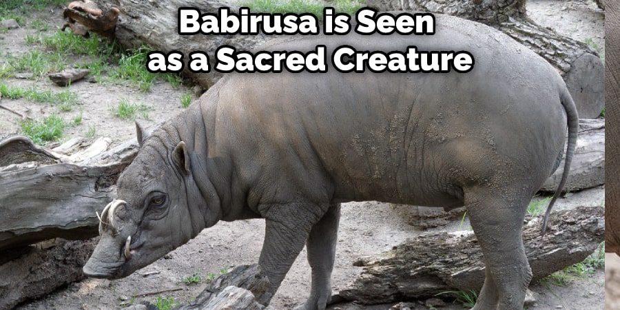 Babirusa is Seen as a Sacred Creature