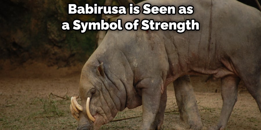  Babirusa is Seen as a Symbol of Strength