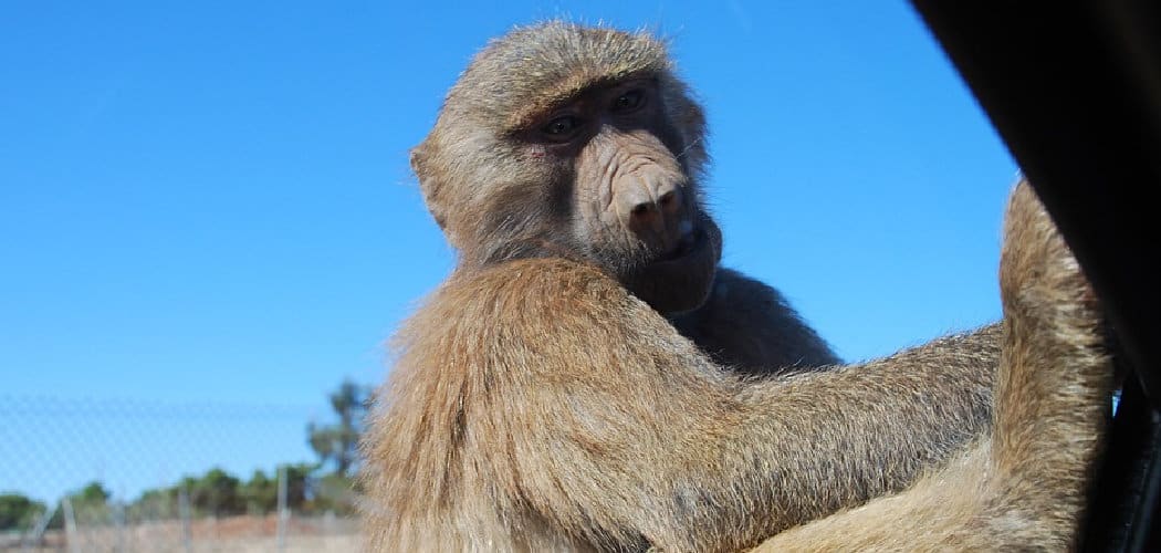 Baboon Spiritual Meaning, Symbolism, and Totem