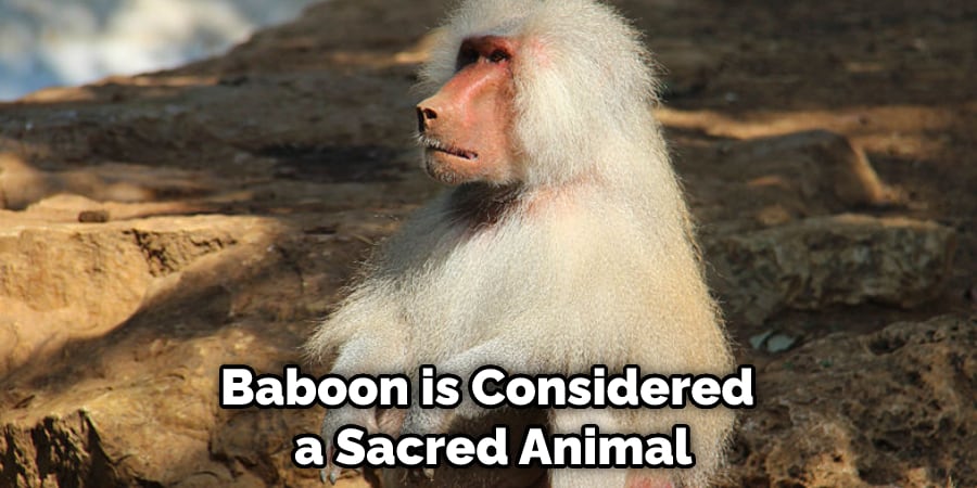 Baboon is Considered a Sacred Animal