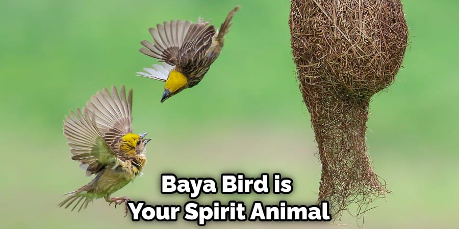Baya Bird is Your Spirit Animal
