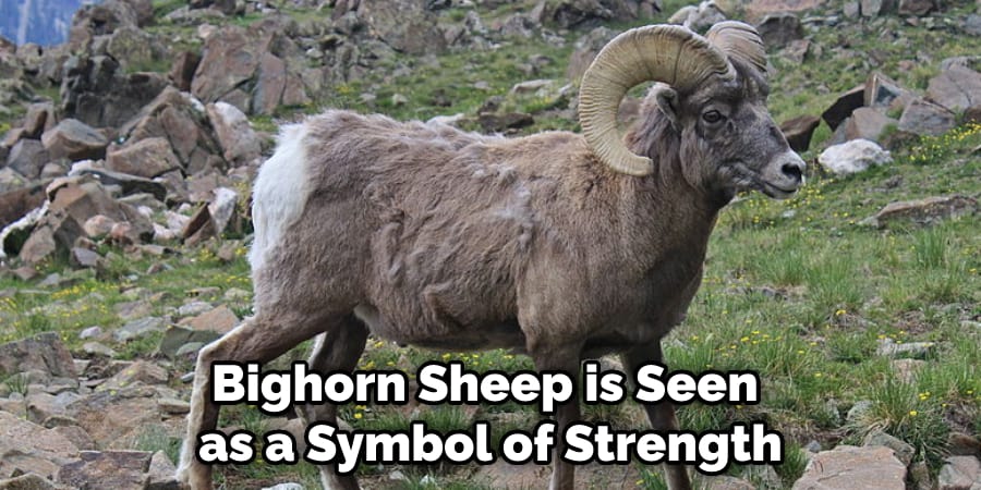 Bighorn Sheep is Seen as a Symbol of Strength