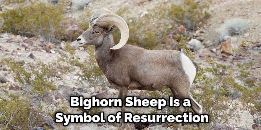 Bighorn Sheep is a Symbol of Resurrection