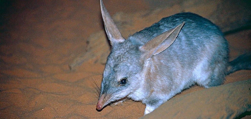 Bilby Spiritual Meaning, Symbolism, and Totem
